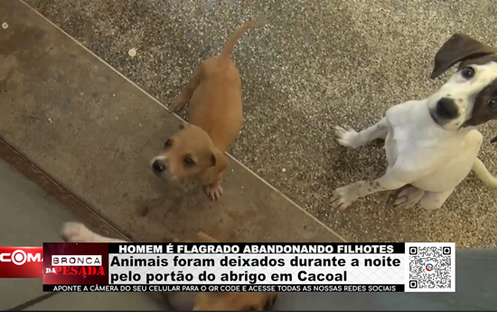 Homem é flagrado abandonando filhotes; animais foram deixados durante a noite no portão do abrigo homem-e-flagrado-abandonando-filhotes;-animais-foram-deixados-durante-a-noite-no-portao-do-abrigo
